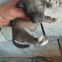 توله سگ پاکوتاه