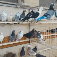 کفتر خوب کفتر تهران