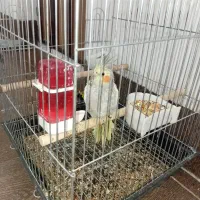 عروس هلندی|پرنده|شیراز, جوادیه|دیوار