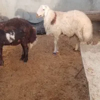 بره قوچ پلنگی|حیوانات مزرعه|تربت جام, خیرآباد|دیوار