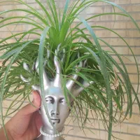 گل کاکتوس بنسای کراسولا خرفه ای گلدان