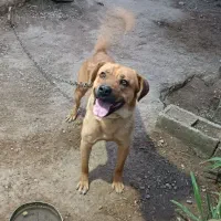 سگ.|سگ|زهک, |دیوار