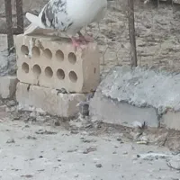 دوکت پلنگ نر|پرنده|انگوران, |دیوار