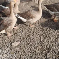 اردک  غاز|حیوانات مزرعه|رشت, پل تالشان|دیوار