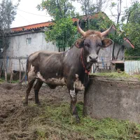 گاو