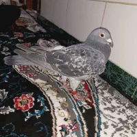 کبوتر پلاکی