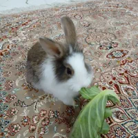 خرگوش پشمی خانگی