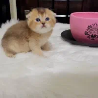 ناناز فنجونی