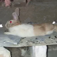 باسلام فروش یک عدد خرگوش ماده