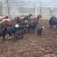 ۶تا گوسفند بره مار