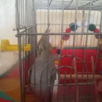 عروس هلندی ماده