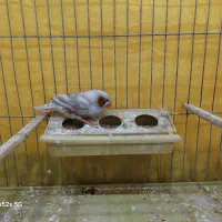 فنچ هاف اورنج|پرنده|بوشهر, |دیوار