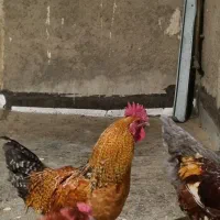 خروس