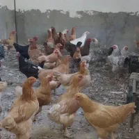 مرغ وطاقچه وخروس
