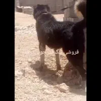 واگذاری سگ قدرجونی نر درشت چوله ای گله ای دهن پاک|سگ|جهرم, |دیوار