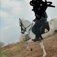 مادیان آبستن