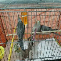 عروس هلندی ۲ ماهه دون خور|پرنده|فردیس, شهرک شهید حسینی|دیوار