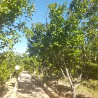 فروش-باغ