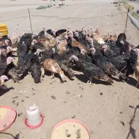 سلام بقلمون محلی