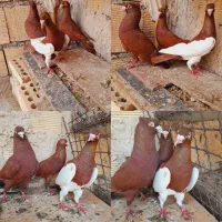 سه کبوتر