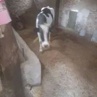 گاو‌ماده