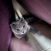 گربه اسکاتیش اصیل