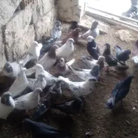 کبوتر|پرنده|مشگین شهر, |دیوار