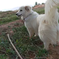ماده