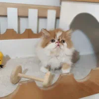 گربه پرشین|گربه|اصفهان, مهدی آباد|دیوار