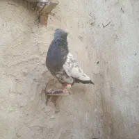 کبوتر|پرنده|زاهدان, |دیوار