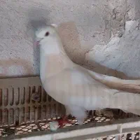 کبوتر اقبلاغ صید شده