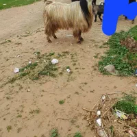 ۱راس دوبر روزکاری و ۱راس بز آبستن