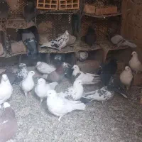 کفتر پرشی نیاز به تعریف نداره|پرنده|رباطکریم, شترخوار|دیوار