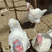 بوقلمون نر بالغ و بلدرچین پرورشی بالغ