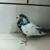 کبوتر کله دم سبز پاکستانی