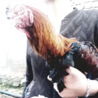 مفت معامله با هرچی بکارم بیاد