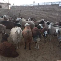 شیشک ۱۸ عدد میش ۱۶عدد قوچ ۲عدد|حیوانات مزرعه|کاکاوند, |دیوار