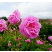 گل محمدی خوش رنگ و خوش بو خیلی خوب