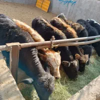 گوساله نر پای‌پرواردورگ‌مال‌میاندواب