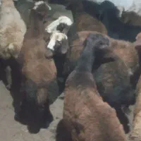 ۱۴عدد توغلی نر براپرواری وقصابی