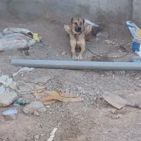 سگ فروشی|سگ|قائن, |دیوار