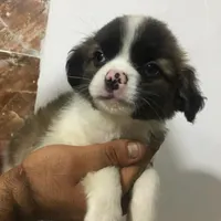 توله سگ