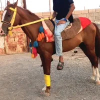 اسب نریون