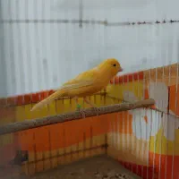 قناری درجه یک ماده