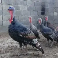 بوقلمون برنز ماده تخم گذار