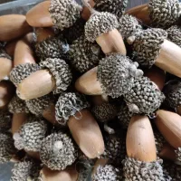 بلوط درشت وتمیز