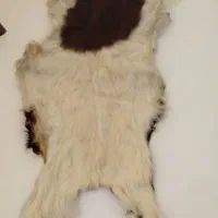 پوست بز سفید قهوه‌ای