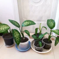 دیفن باخیا بزرگ و پاجوش|گل و گیاه طبیعی|گلبهار, شهر جدید گلبهار|دیوار