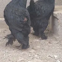 تخمنطفه دار مرندی|حیوانات مزرعه|همدان, |دیوار