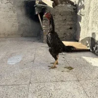 مرغ اوشامو